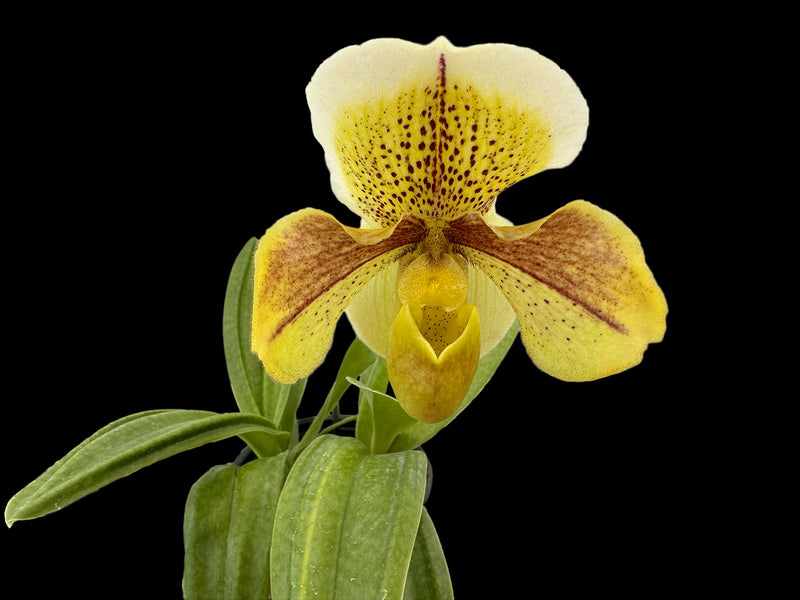 Paphiopedilum Strawberry Frost