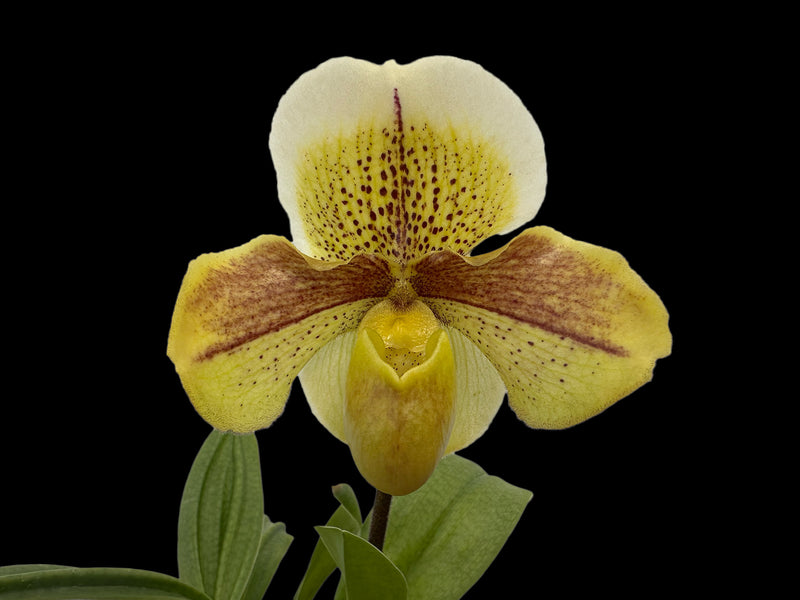 Paphiopedilum Strawberry Frost