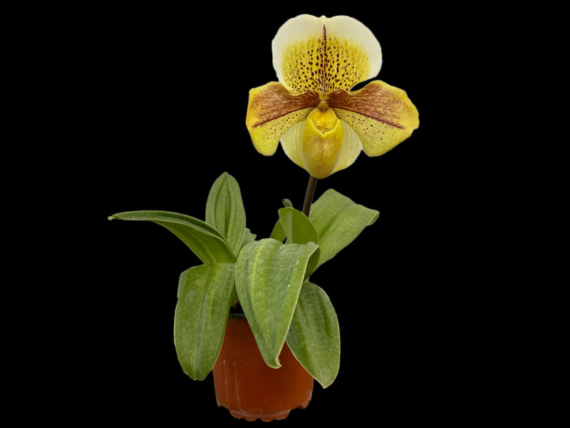 Paphiopedilum Strawberry Frost