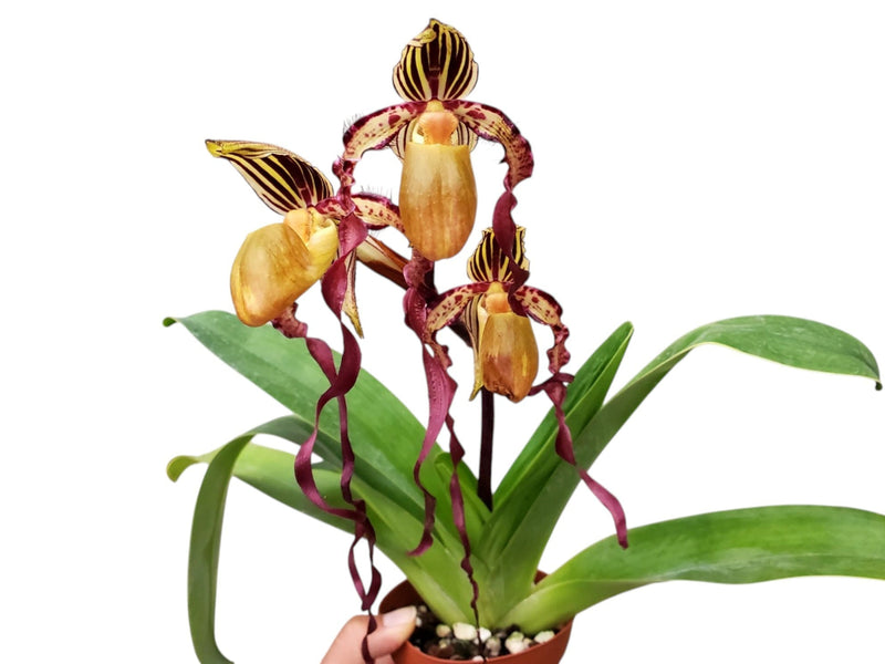 Paphiopedilum The Last Empress