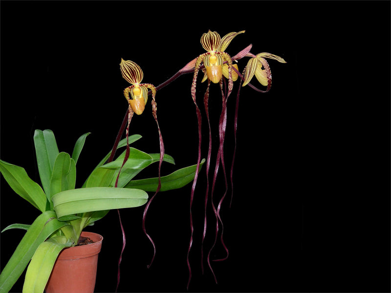 Paphiopedilum The Last Empress