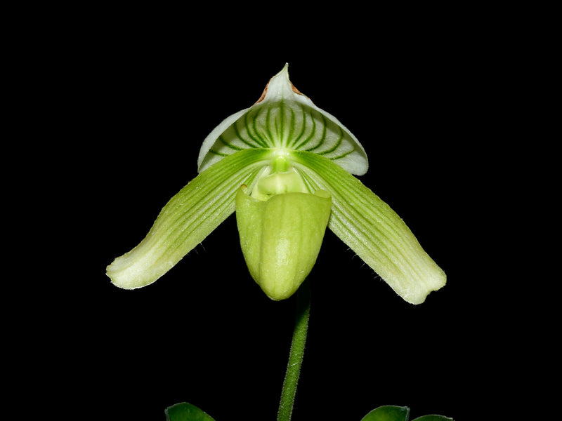 Paphiopedilum Via Ojai 'Pink Star' x Paph. Golden Emperor
