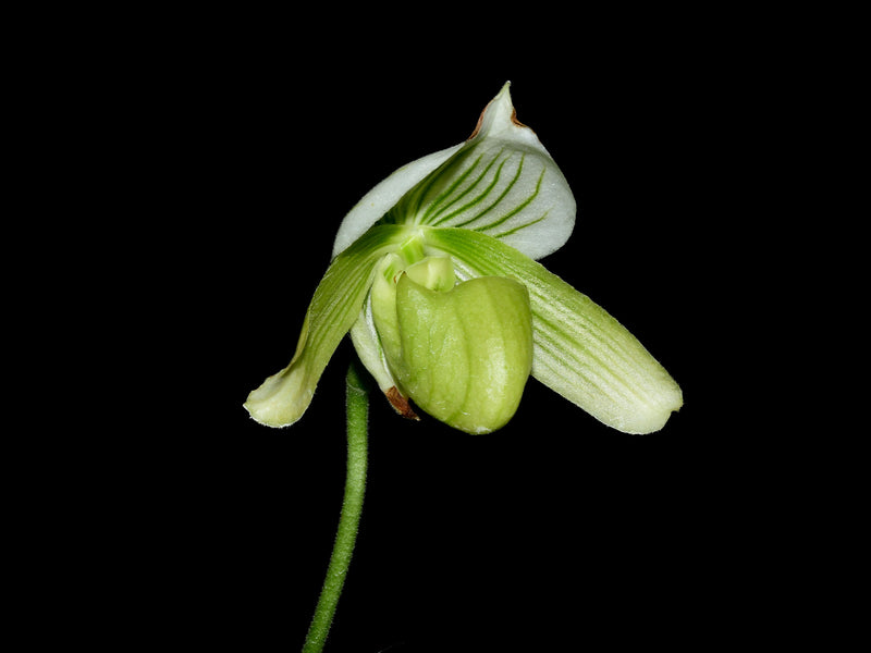 Paphiopedilum Via Ojai 'Pink Star' x Paph. Golden Emperor