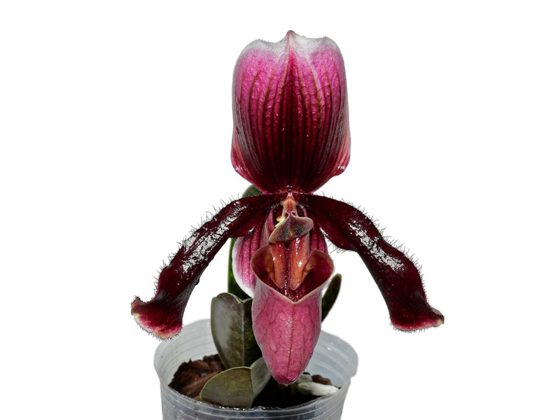 Paphiopedilum Wood Wonder 'Junglecook' x Paph. henryanum 'Warden's Punk AM/AOS(1654) X Paph. Senne Calle