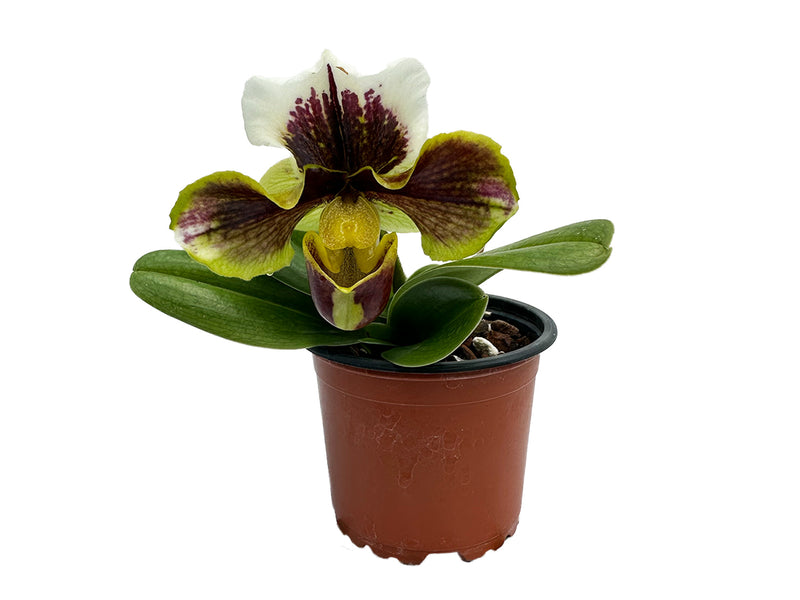 Paphiopedilum Yi-Ying Colorful Butterfly