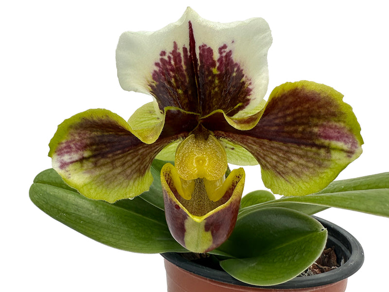 Paphiopedilum Yi-Ying Colorful Butterfly
