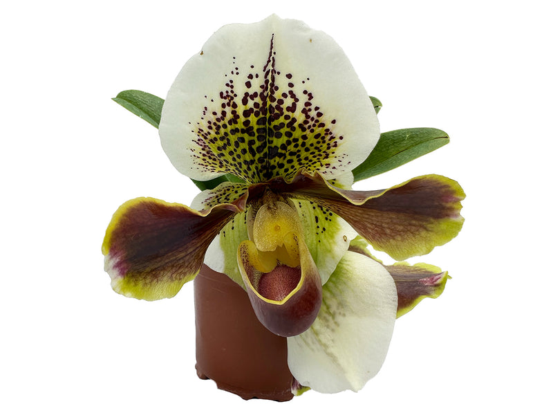 Paphiopedilum Yi-Ying Colorful Butterfly