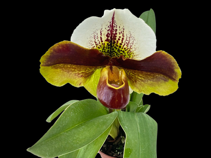 Paphiopedilum Yi-Ying Fireworks x Paph. Yi-Ying Colorful Clouds