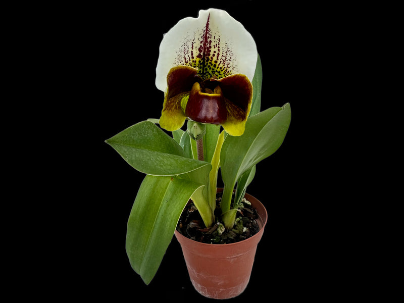 Paphiopedilum Yi-Ying Fireworks x Paph. Yi-Ying Colorful Clouds