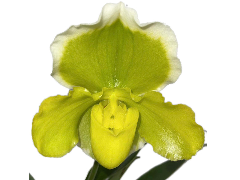 Paphiopedilum Yi-Ying Twinkling Stars x Paph. (Bucollic Day x Lovely Land)