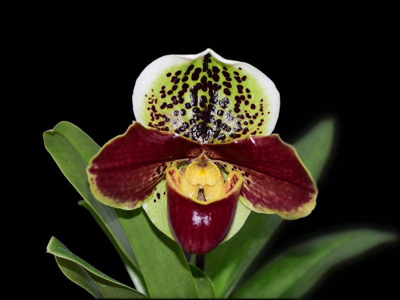 Paphiopedilum Yi-Ying Twinkling Stars x Paph. Enzan Sholt X Paph. Big Thunder