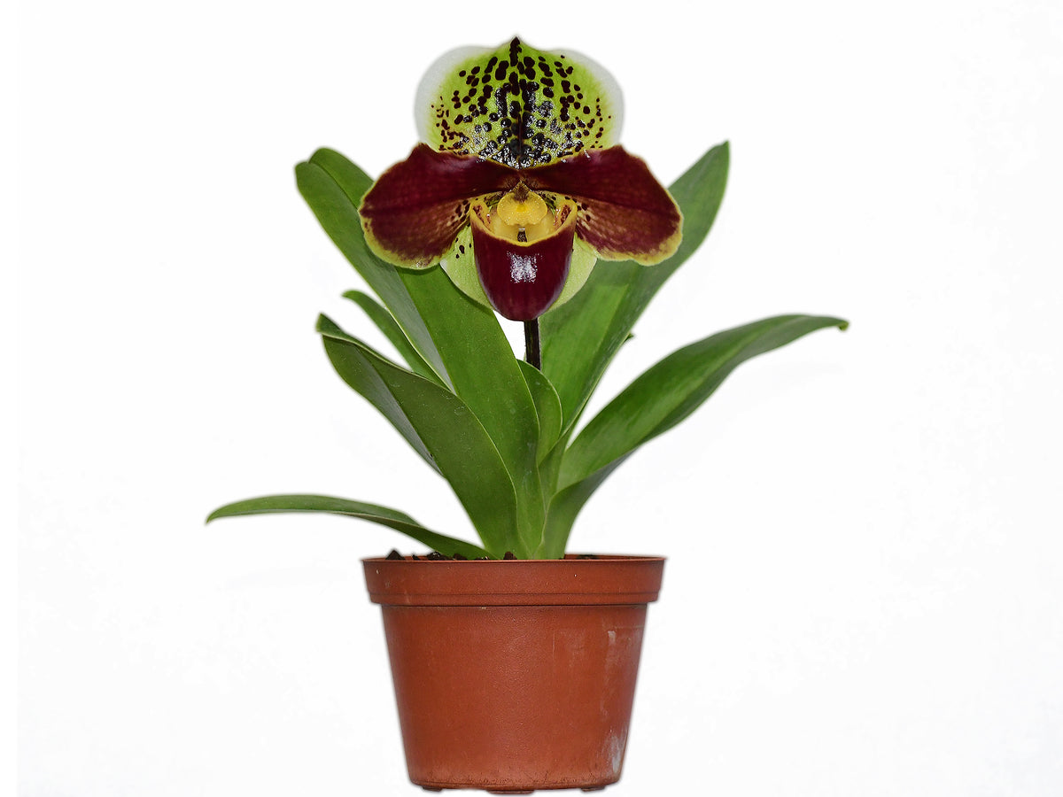 Paphiopedilum Yi-Ying Twinkling Stars x Paph. Enzan Sholt X Paph. Big ...