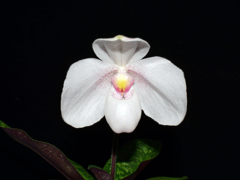 Paphiopedilum Yuraq