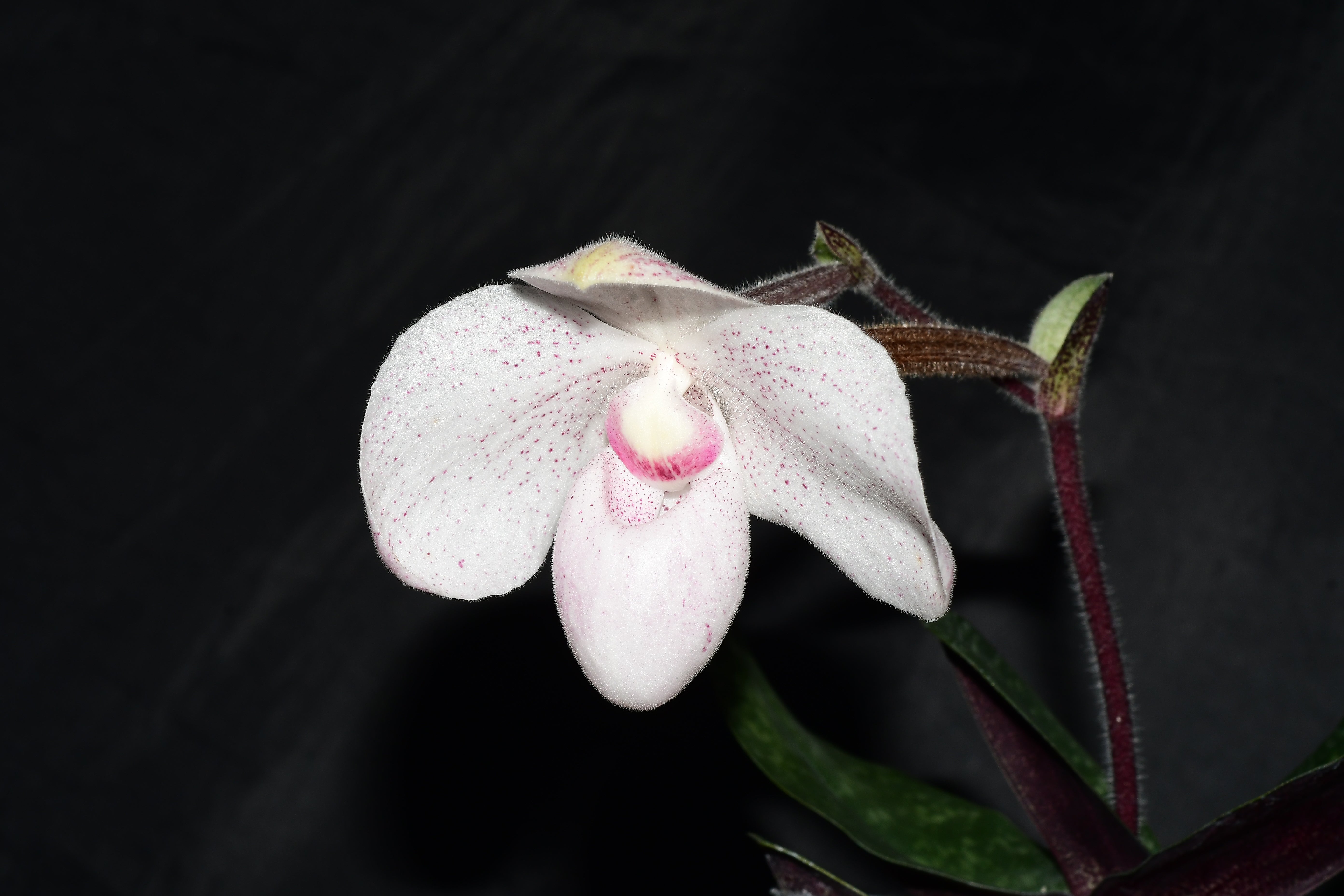 Paphiopedilum Yuraq (rec.)