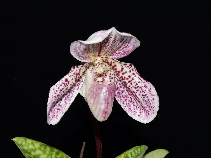 Paphiopedilum Zorro Andino