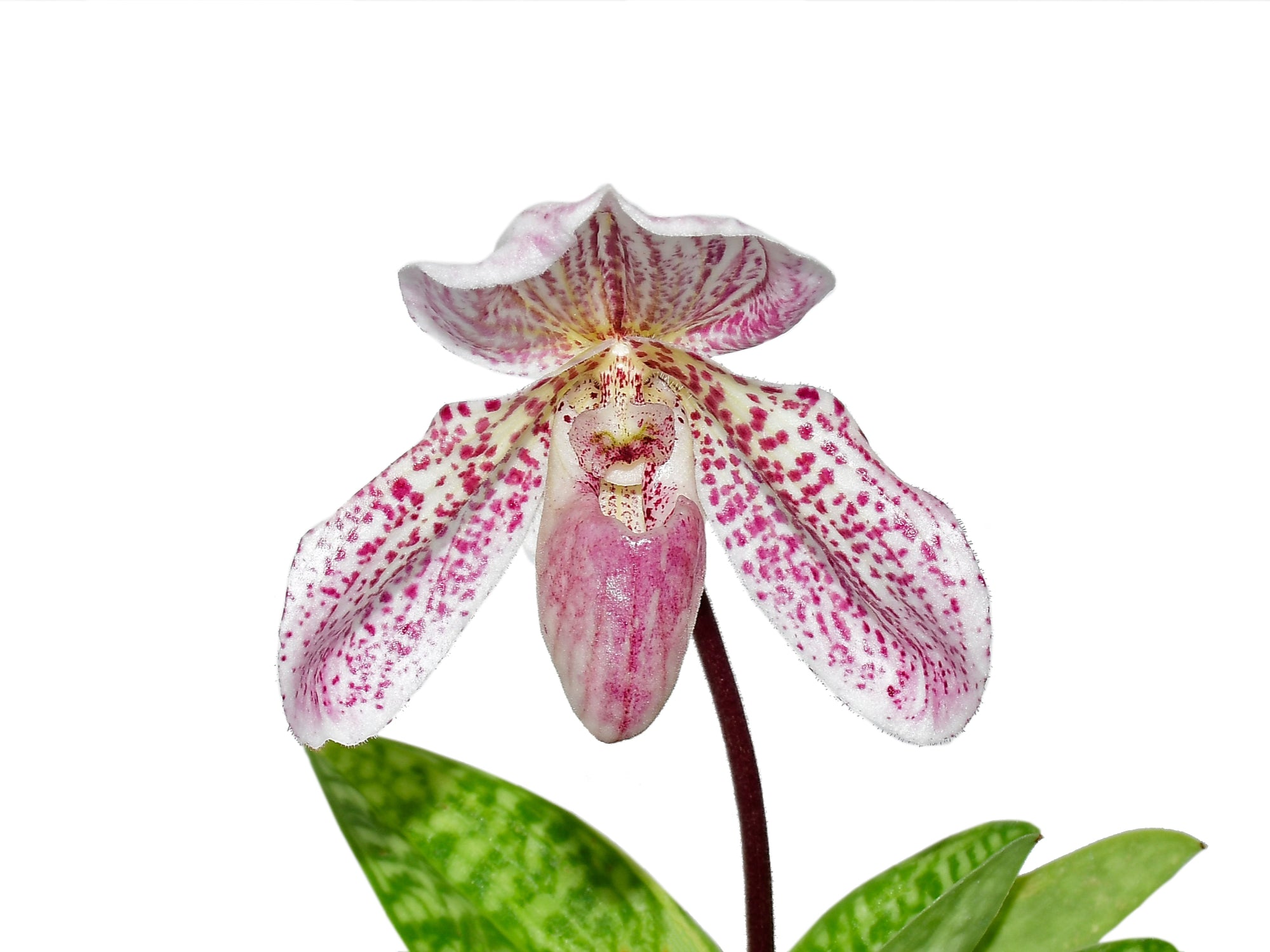 Paphiopedilum Zorro Andino
