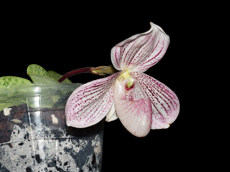 Paphiopedilum Zorro Andino