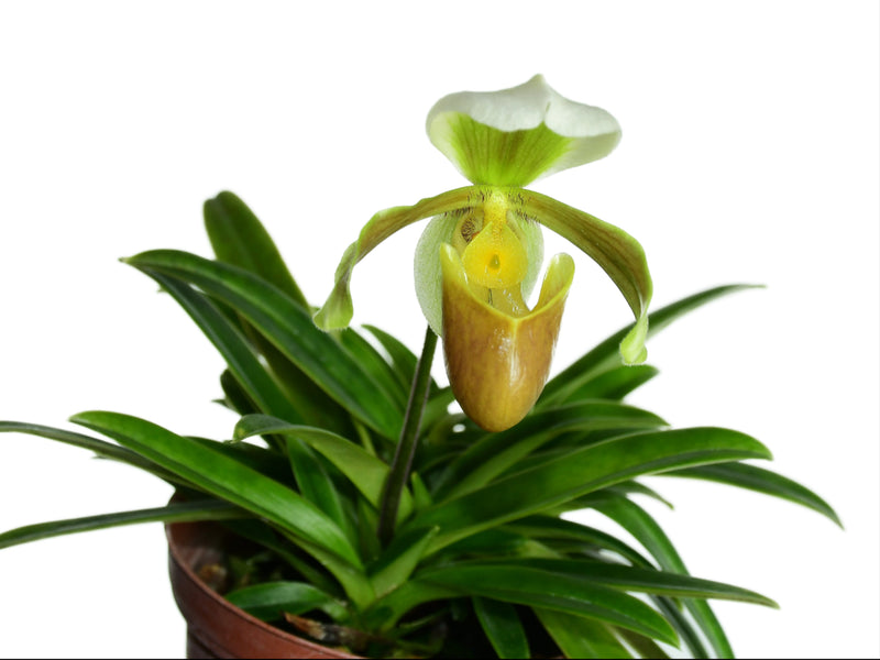 Paphiopedilum barbigerum
