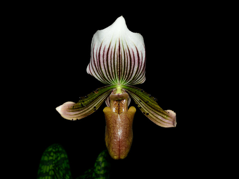 Paphiopedilum callosum