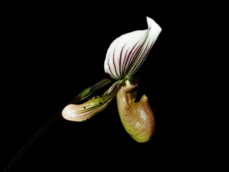 Paphiopedilum callosum
