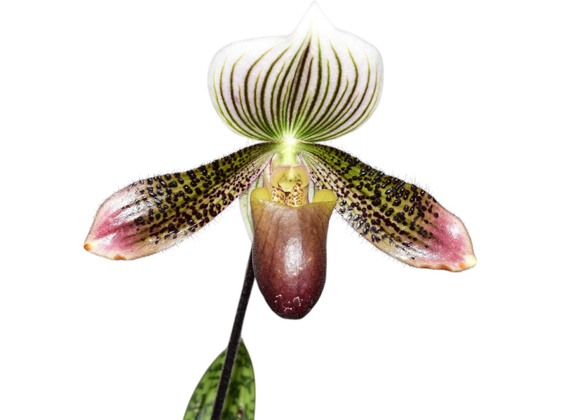 Paphiopedilum callosum type pygmy form x Paph. vietnamense (# 27 x Valentine)