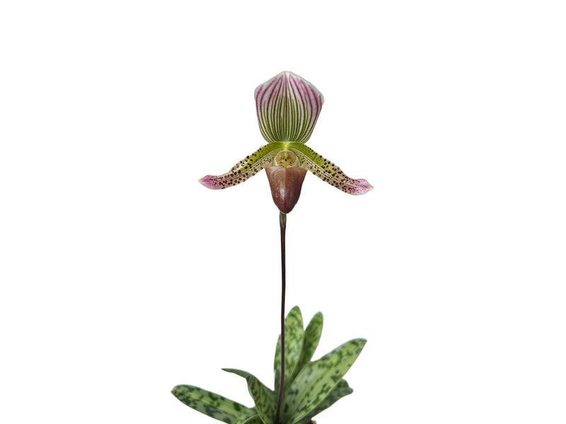 Paphiopedilum callosum var thailandense X Paph. Ambiente Silvestre x Paph. Hermann x Paph. Nettie Mcnay 'halloween'