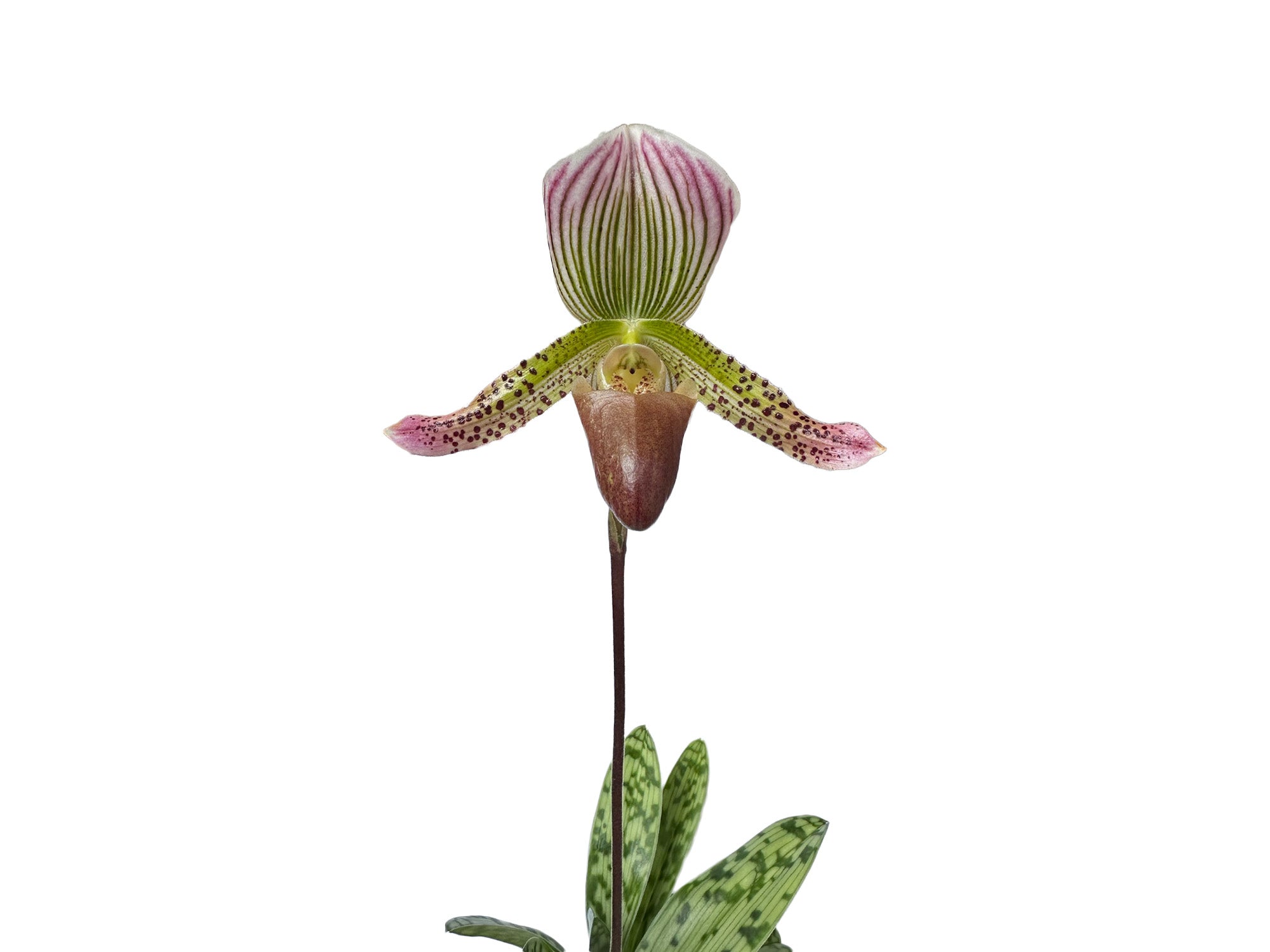 Paphiopedilum callosum var thailandense X Paph. Ambiente Silvestre x Paph. Hermann x Paph. Nettie Mcnay 'halloween'
