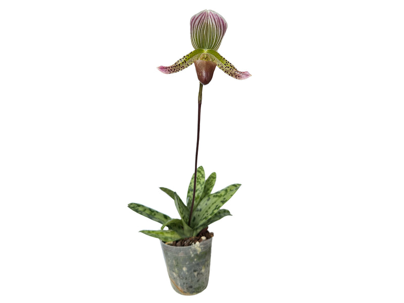 Paphiopedilum callosum var thailandense X Paph. Ambiente Silvestre x Paph. Hermann x Paph. Nettie Mcnay 'halloween'