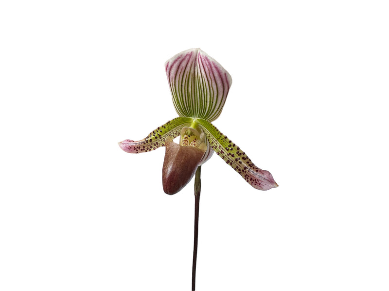 Paphiopedilum callosum var thailandense X Paph. Ambiente Silvestre x Paph. Hermann x Paph. Nettie Mcnay 'halloween'