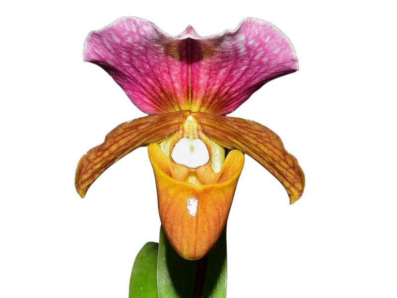 Paphiopedilum charlesworthii