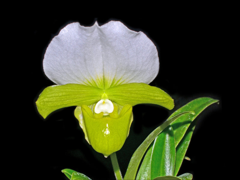 Paphiopedilum charlesworthii f. alba
