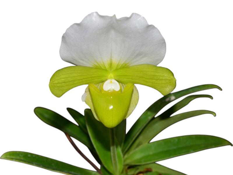 Paphiopedilum charlesworthii f. alba
