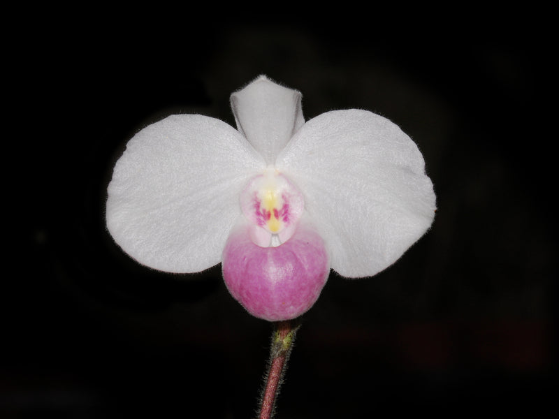 Paphiopedilum delenatii