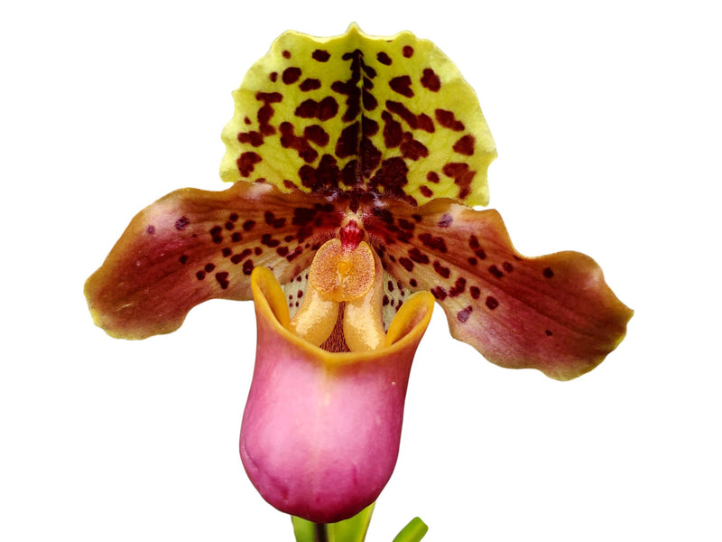 Paphiopedilum henryanum ('Horatio' x 'Wow')