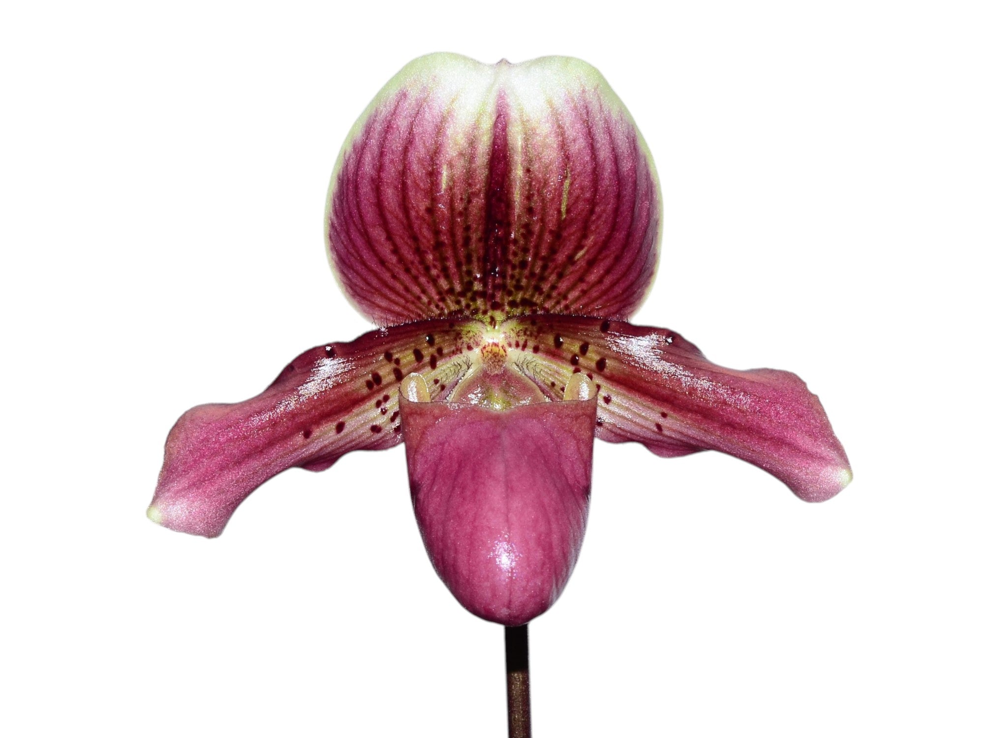 Paphiopedilum henryanum ('Horatio' x 'Wow') x sib X Paphiopedilum Senne Calle