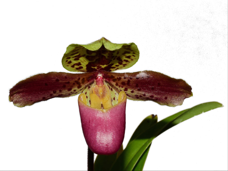 Paphiopedilum henryanum ('Jumbo' x ' Bengal Tiger')