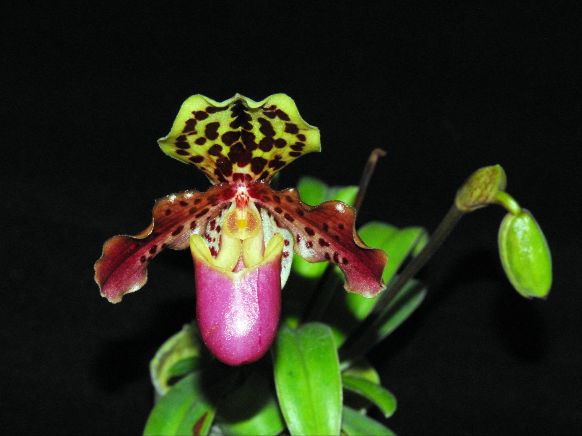 Paphiopedilum henryanum ('Lucha Libre' x 'Dark Star')