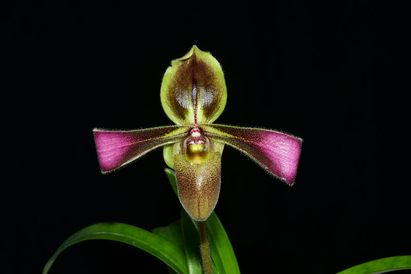 Paphiopedilum hirsutissimum