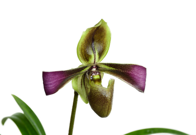 Paphiopedilum hirsutissimum