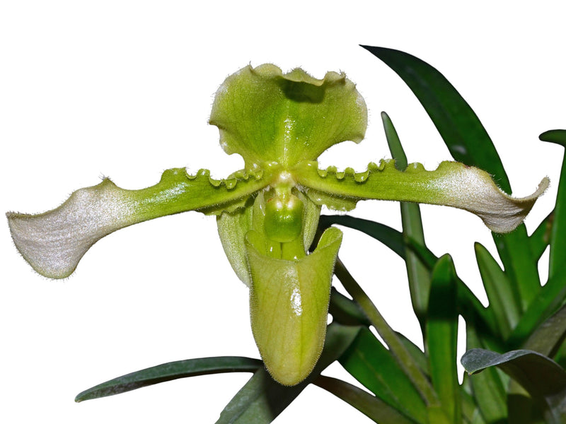 Paphiopedilum hirsutissimum f. alba