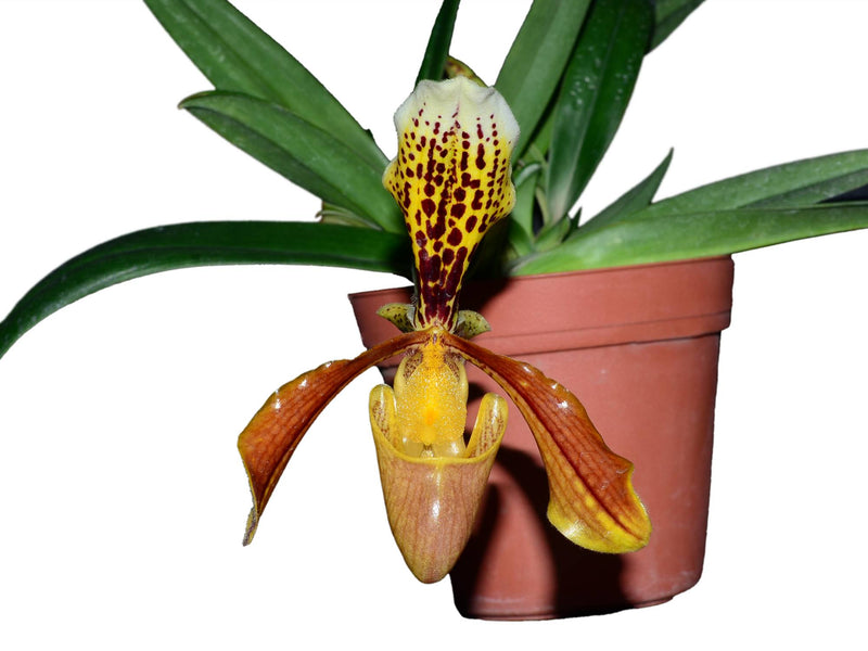 Paphiopedilum insigne