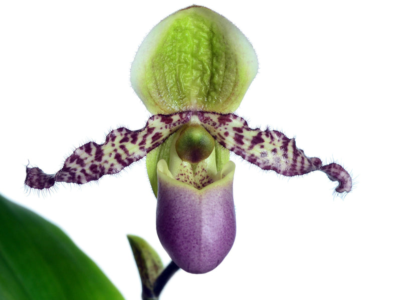Paphiopedilum liemianum