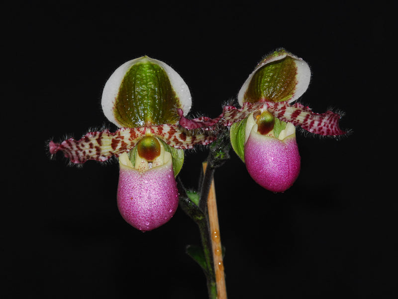 Paphiopedilum liemianum x sib ('#1' x 'Hsinying')