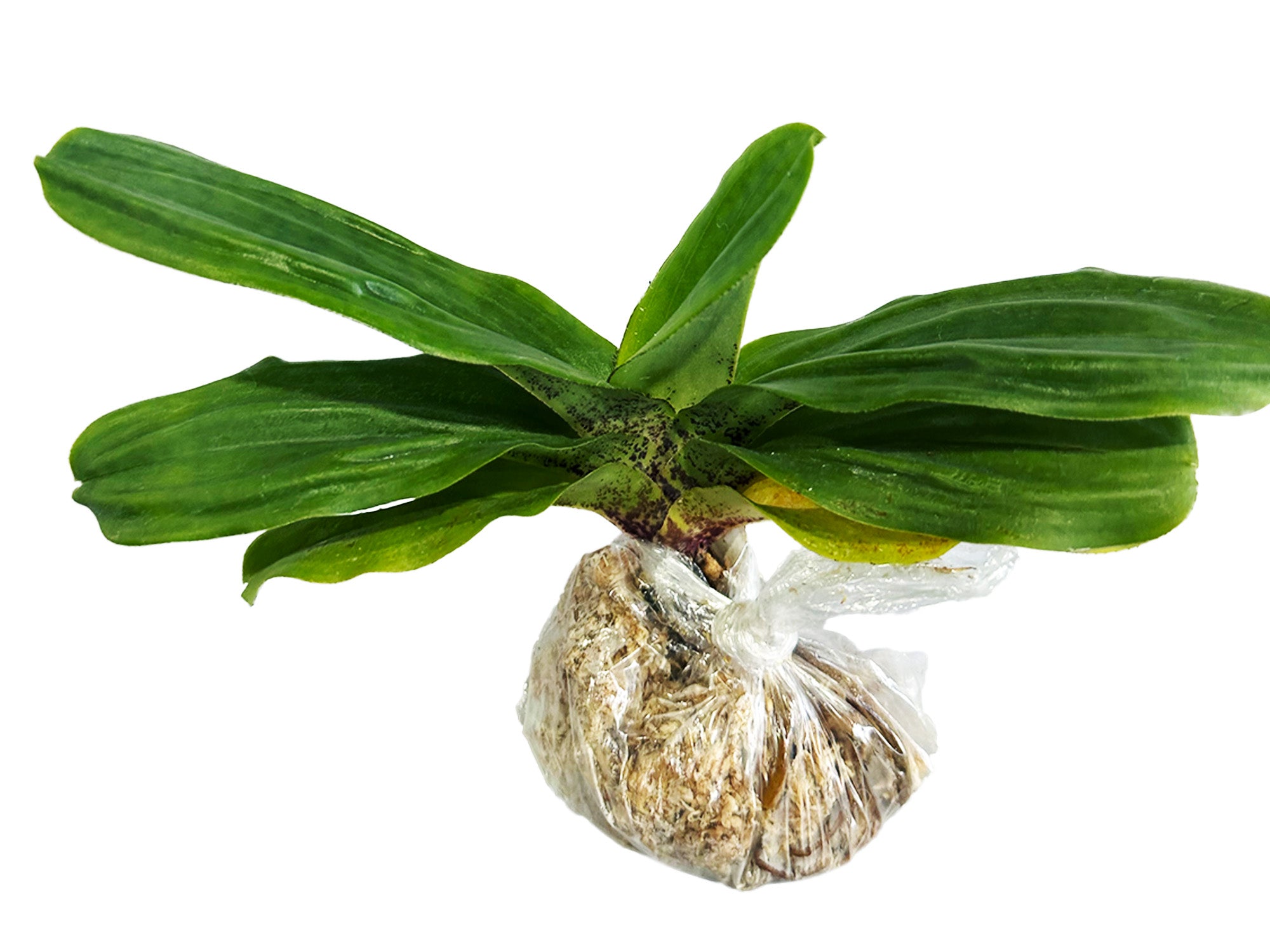 Paphiopedilum liemianum x sib ('#1' x 'Hsinying') — Ecuagenera