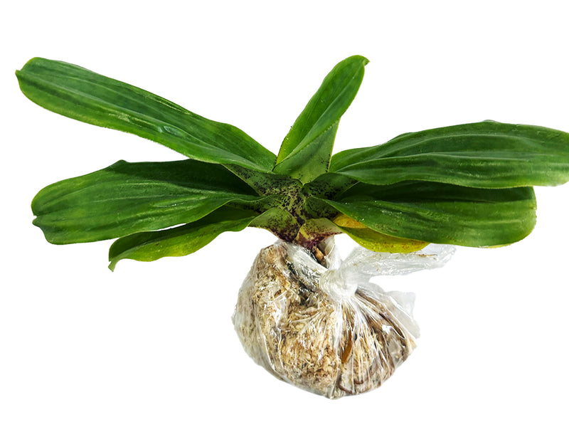 Paphiopedilum liemianum x sib ('#1' x 'Hsinying')