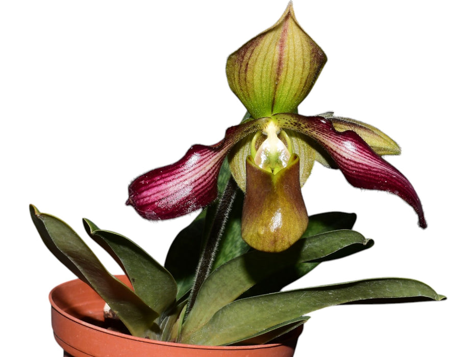 Paphiopedilum parishii x Paphiopedilum rungsuriyanum