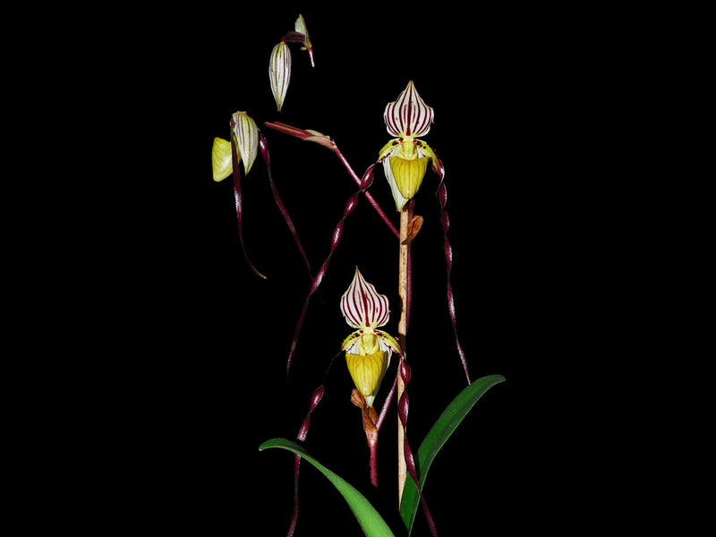 Paphiopedilum philippinense