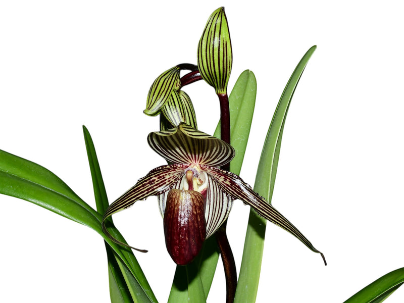 Paphiopedilum rothschildianum ('Green Valley x Fly Eagle')