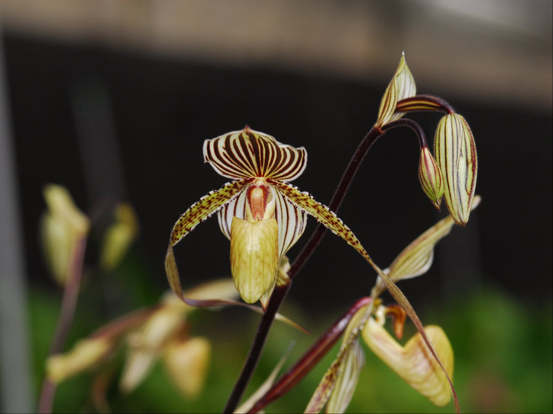 Paphiopedilum Johnsonii