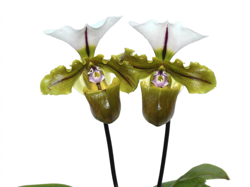 Paphiopedilum spicerianum